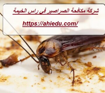 شركة مكافحة الصراصير في راس الخيمة