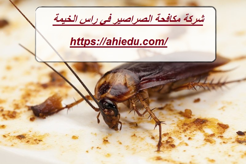 شركة مكافحة الصراصير في راس الخيمة
