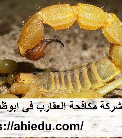 شركة مكافحة العقارب في ابوظبي