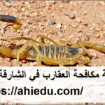 شركة مكافحة العقارب في الشارقة