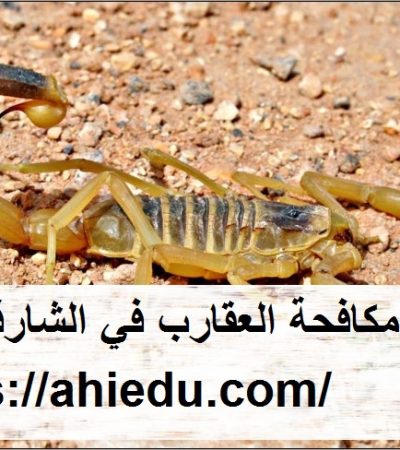 شركة مكافحة العقارب في الشارقة