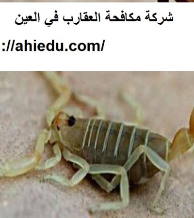 شركة مكافحة العقارب في العين