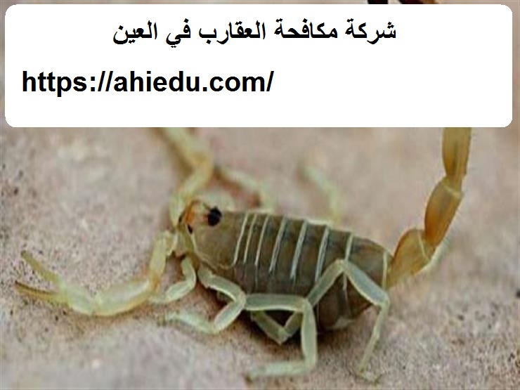 شركة مكافحة العقارب في العين