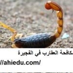 شركة مكافحة العقارب في الفجيرة