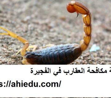 شركة مكافحة العقارب في الفجيرة