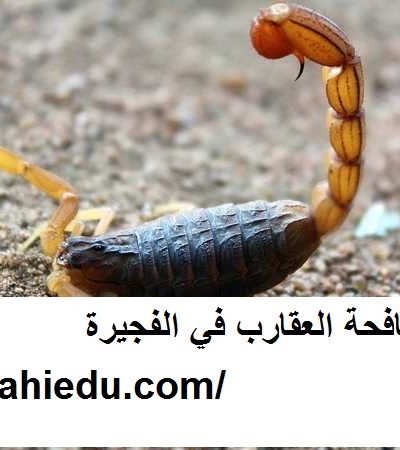 شركة مكافحة العقارب في الفجيرة