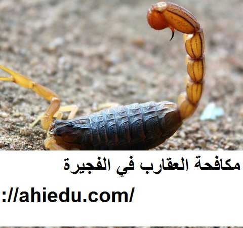 شركة مكافحة العقارب في الفجيرة شركة مكافحة العقارب في الفجيرة