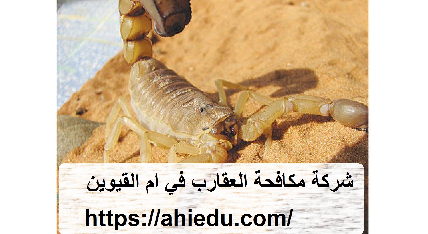 شركة مكافحة العقارب في ام القيوين