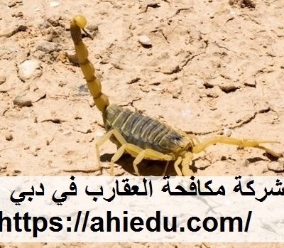 شركة مكافحة العقارب في دبي