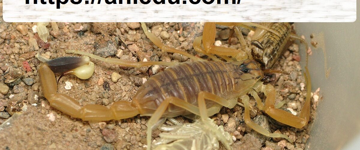 شركة مكافحة العقارب في راس الخيمة