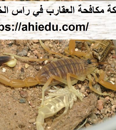 شركة مكافحة العقارب في راس الخيمة