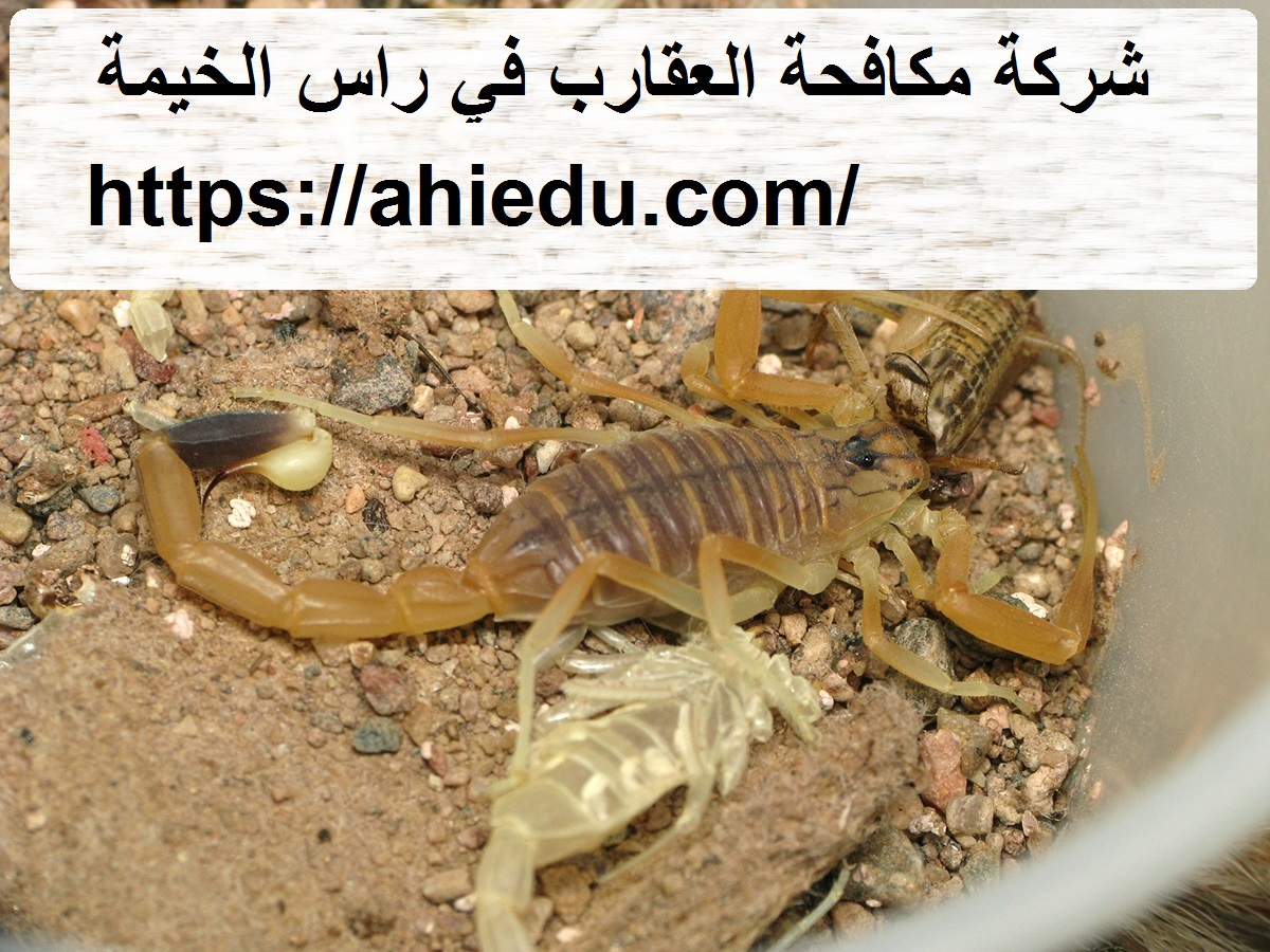 شركة مكافحة العقارب في راس الخيمة