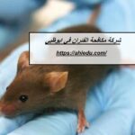 شركة مكافحة الفئران في ابوظبي