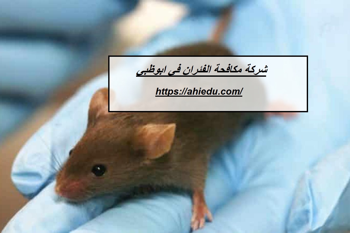 شركة مكافحة الفئران في ابوظبي