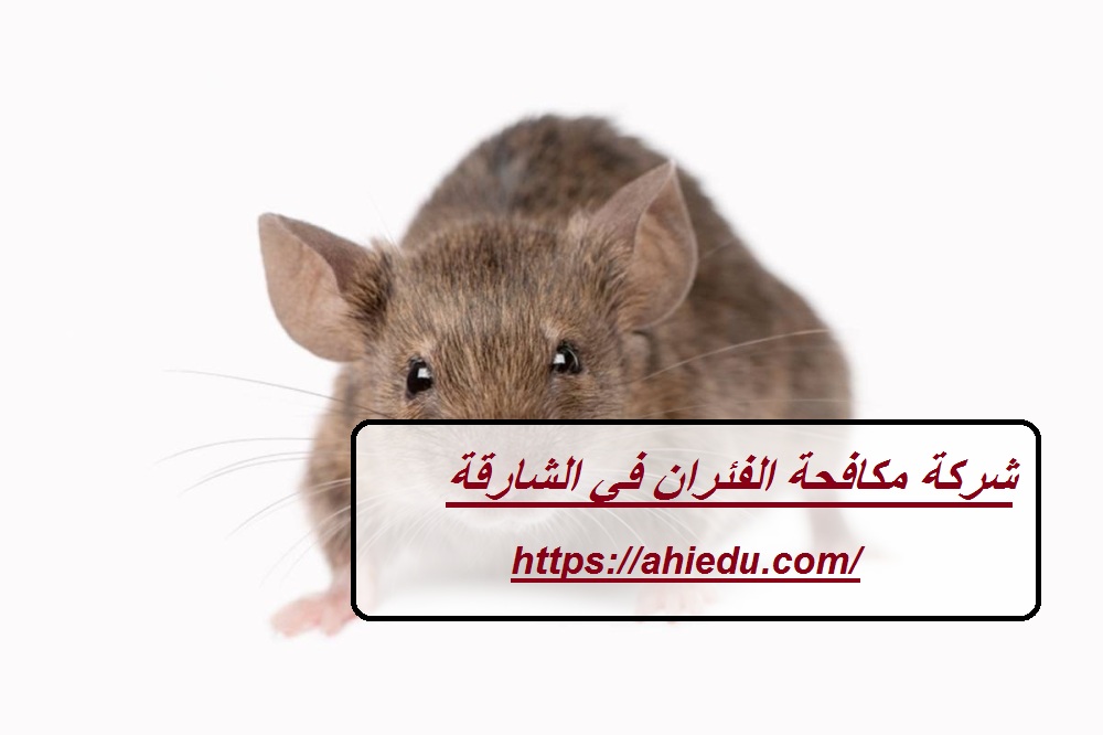 شركة مكافحة الفئران في الشارقة