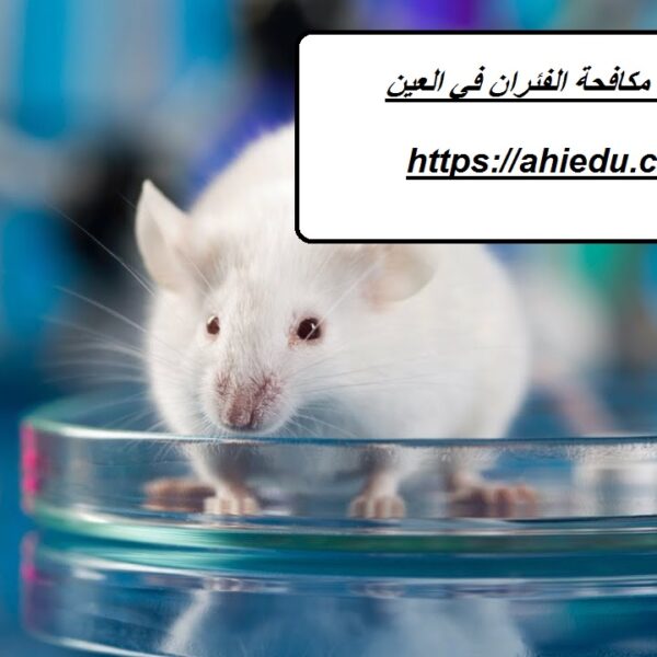 شركة مكافحة الفئران في العين شركة مكافحة الفئران في العين