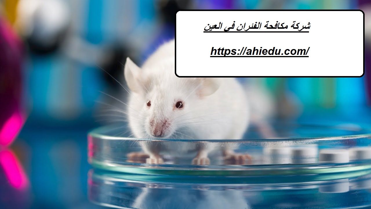 شركة مكافحة الفئران في العين