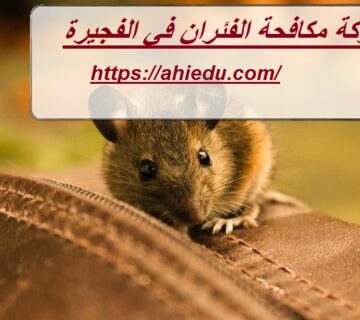 شركة مكافحة الفئران في الفجيرة