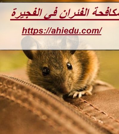 شركة مكافحة الفئران في الفجيرة