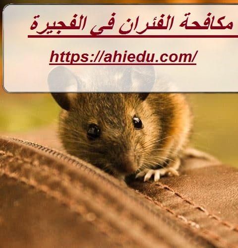 شركة مكافحة الفئران في الفجيرة شركة مكافحة الفئران في الفجيرة