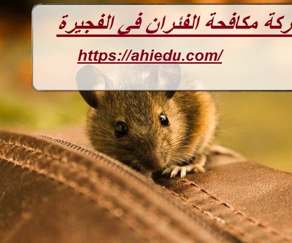 شركة مكافحة الفئران في الفجيرة شركة مكافحة الفئران في الفجيرة
