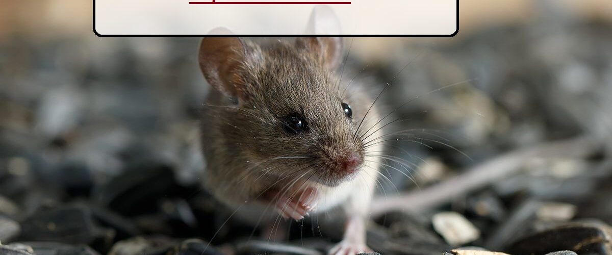 شركة مكافحة الفئران في ام القيوين