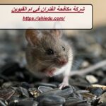 شركة مكافحة الفئران في ام القيوين