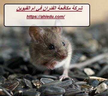 شركة مكافحة الفئران في ام القيوين