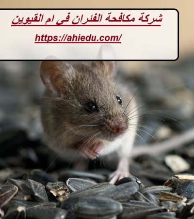 شركة مكافحة الفئران في ام القيوين
