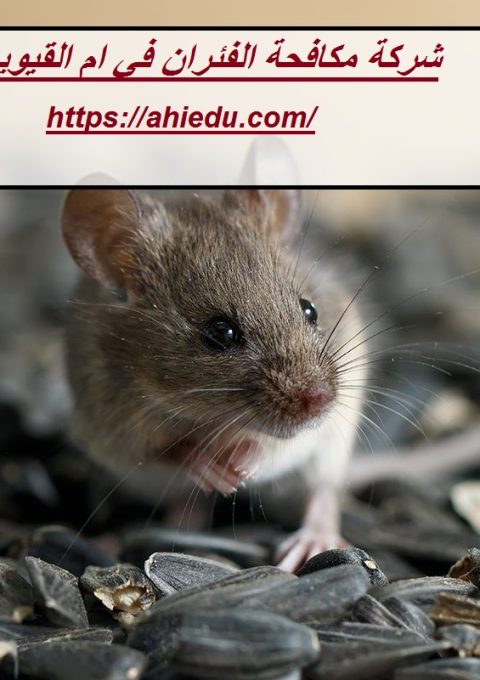 شركة مكافحة الفئران في ام القيوين شركة مكافحة الفئران في ام القيوين