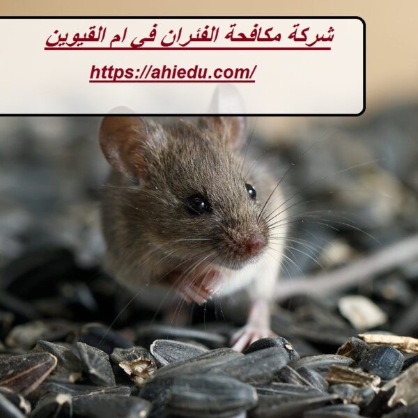 شركة مكافحة الفئران في ام القيوين شركة مكافحة الفئران في ام القيوين