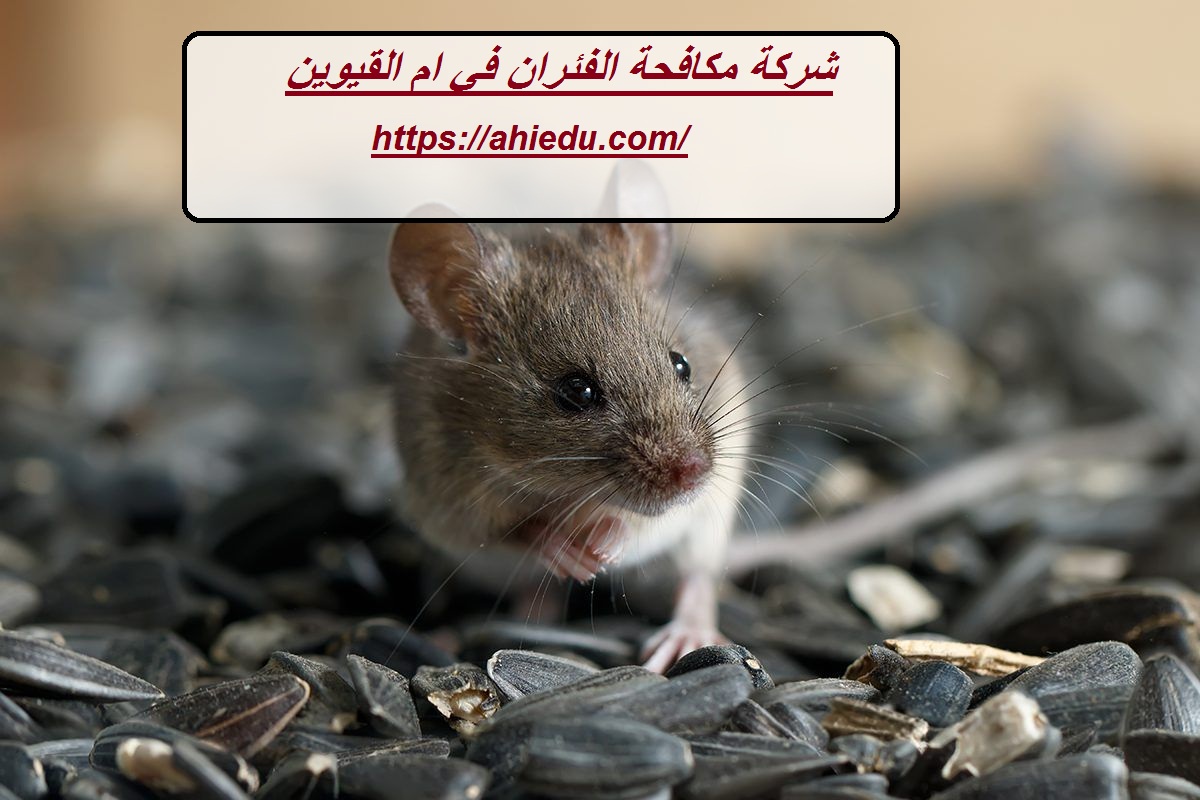 شركة مكافحة الفئران في ام القيوين