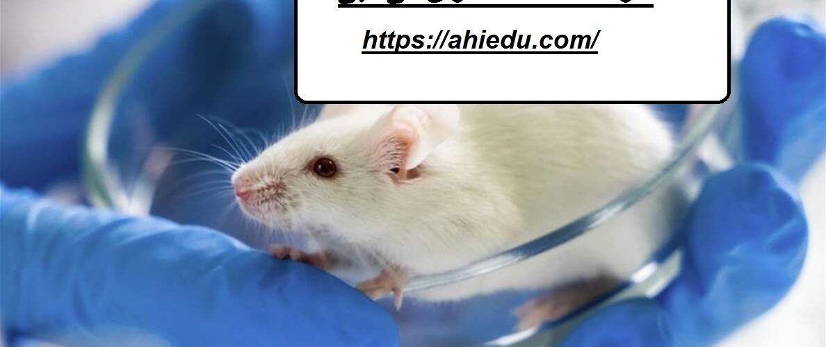 شركة مكافحة الفئران في دبي