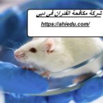 شركة مكافحة الفئران في دبي