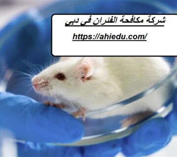 شركة مكافحة الفئران في دبي