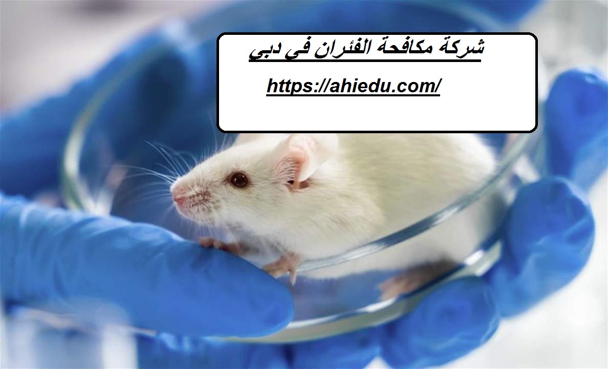 شركة مكافحة الفئران في دبي