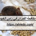 شركة مكافحة الفئران في راس الخيمة