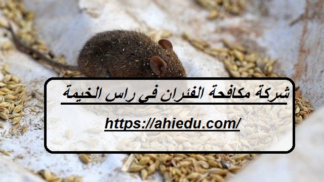 شركة مكافحة الفئران في راس الخيمة
