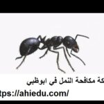 شركة مكافحة النمل في ابوظبي