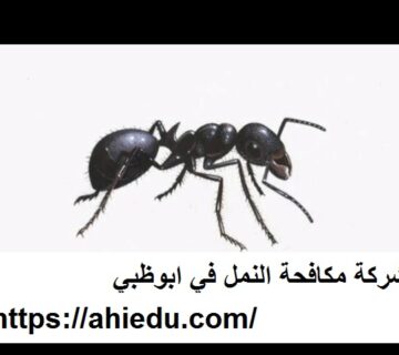 شركة مكافحة النمل في ابوظبي