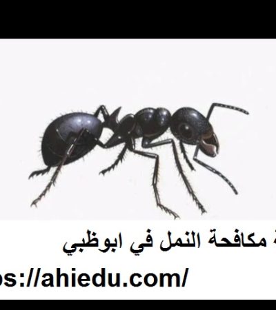 شركة مكافحة النمل في ابوظبي