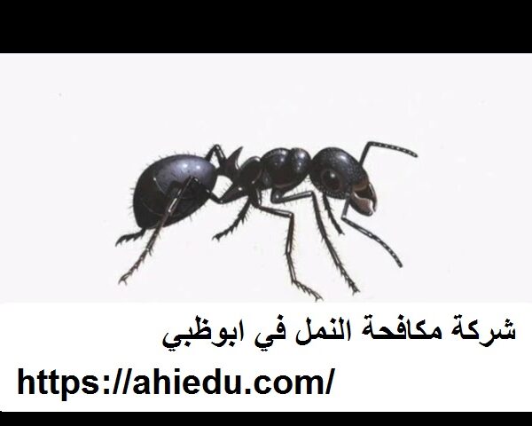 شركة مكافحة النمل في ابوظبي شركة مكافحة النمل في ابوظبي