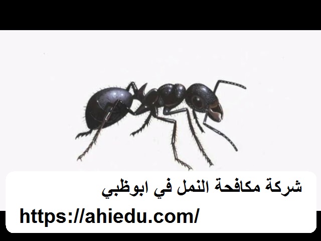 شركة مكافحة النمل في ابوظبي