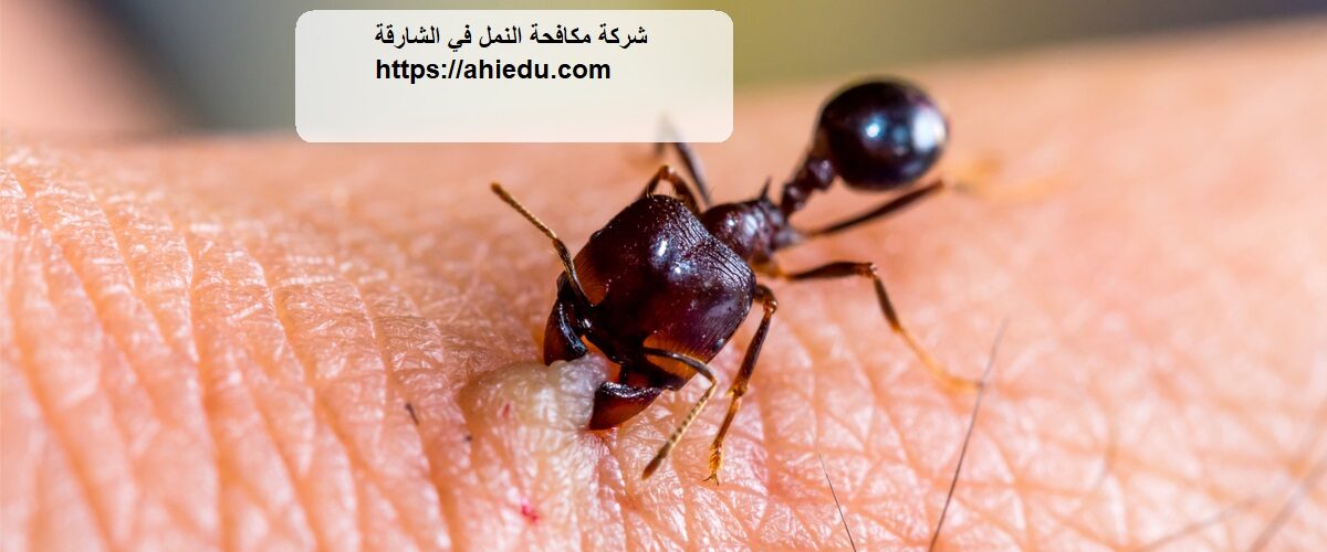 شركة مكافحة النمل في الشارقة