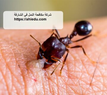 شركة مكافحة النمل في الشارقة