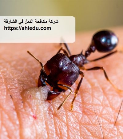 شركة مكافحة النمل في الشارقة