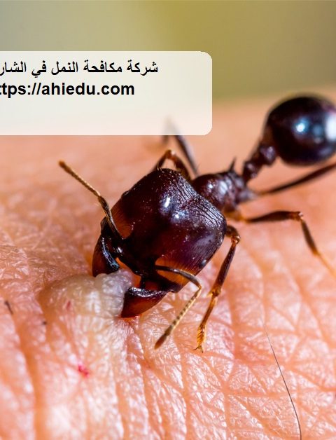شركة مكافحة النمل في الشارقة شركة مكافحة النمل في الشارقة