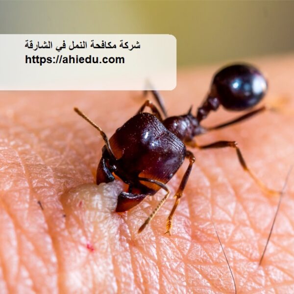 شركة مكافحة النمل في الشارقة شركة مكافحة النمل في الشارقة