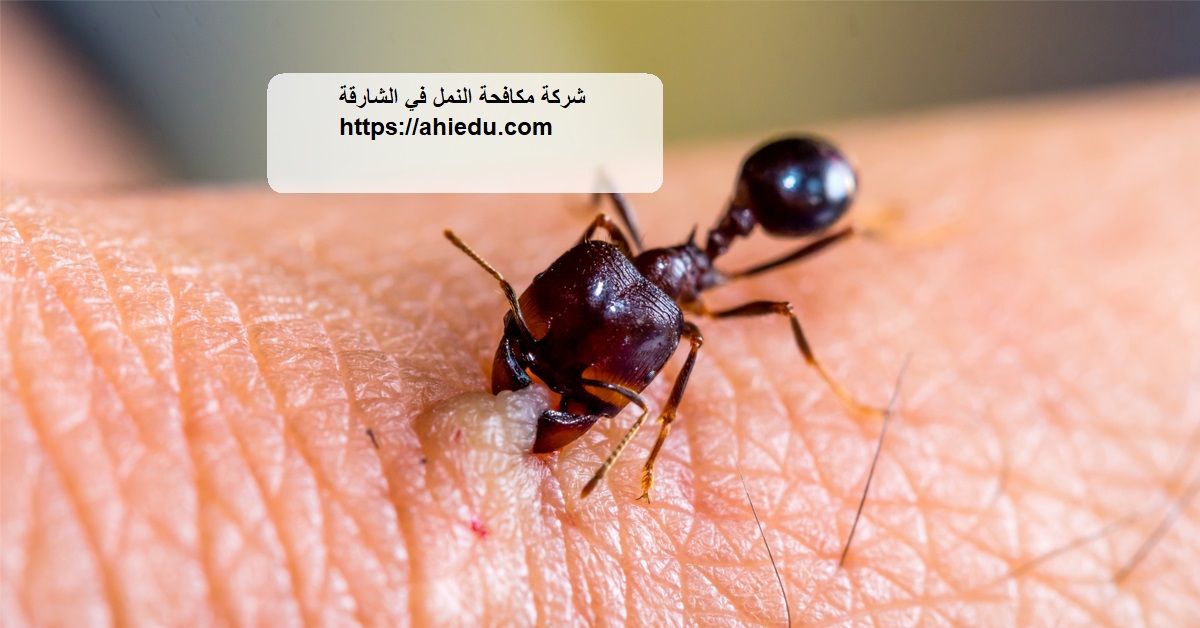 شركة مكافحة النمل في الشارقة