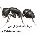 شركة مكافحة النمل في العين